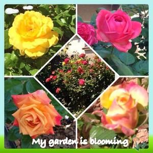 Meet your Posher, Monica